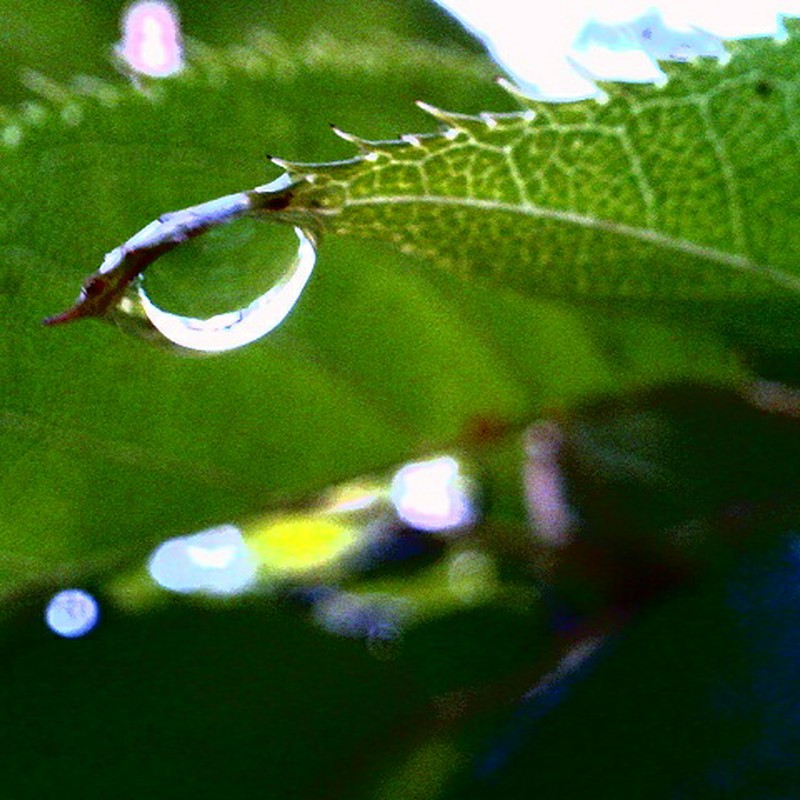雨粒ひとつ