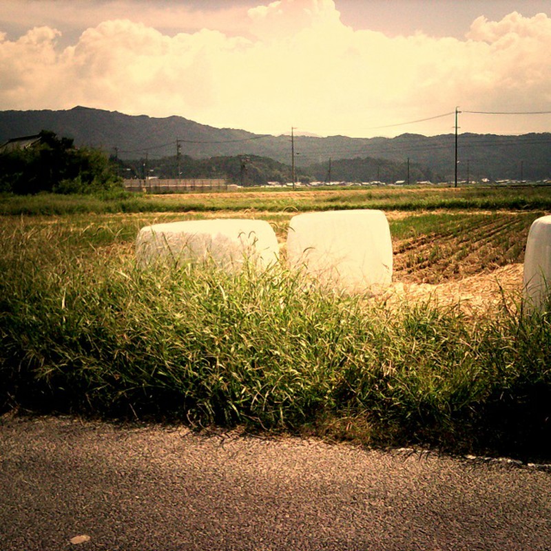 白い物体なんだろな???