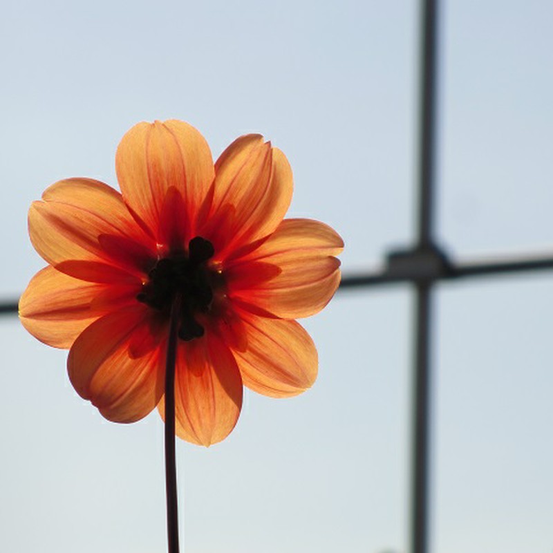 裏側の美しさ…