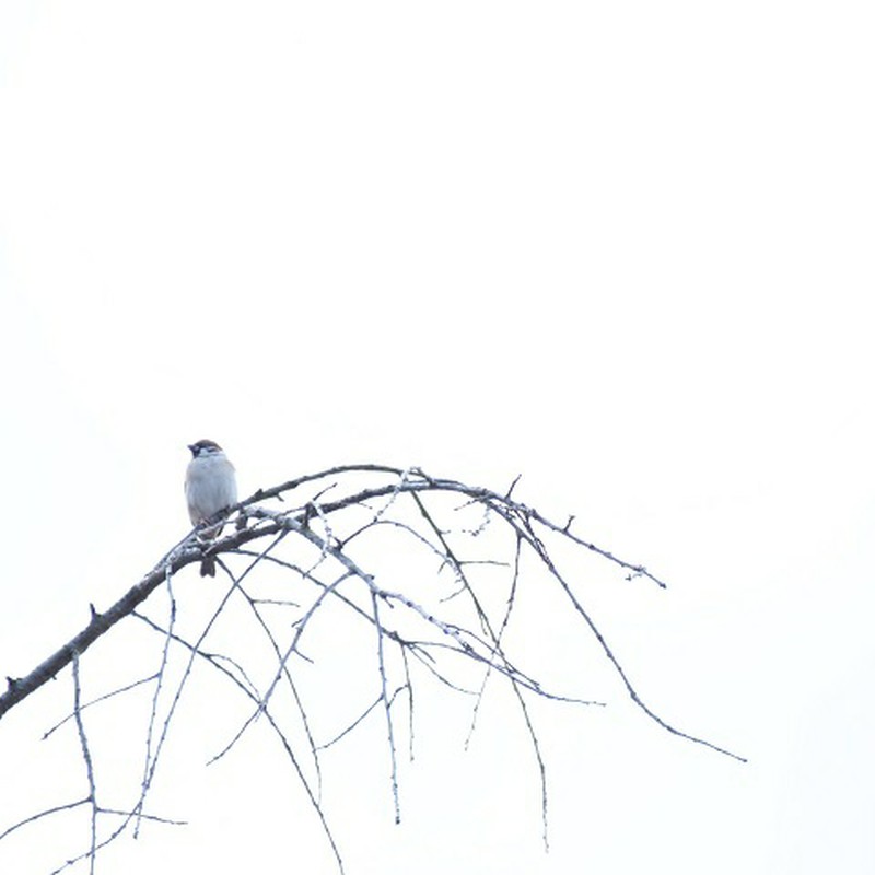 冬空に佇む鳥さん