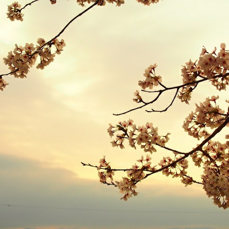 夕焼け空に咲く桜