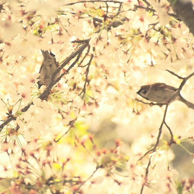 桜に集まる鳥たち・・・