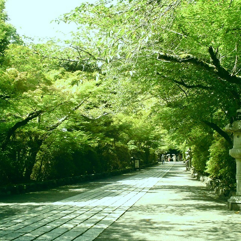 緑に囲まれた道