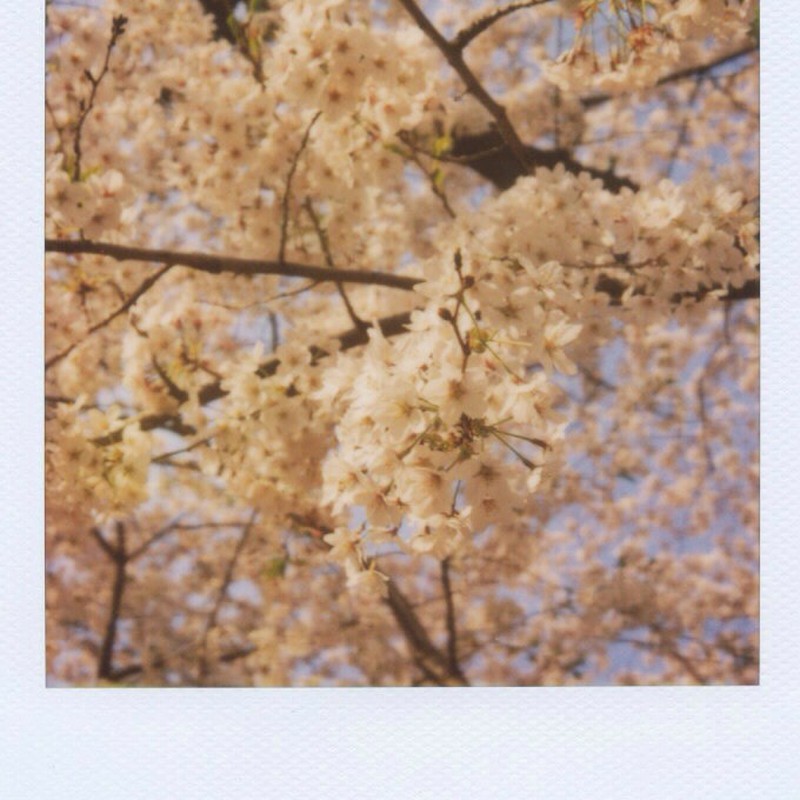 いつかの桜