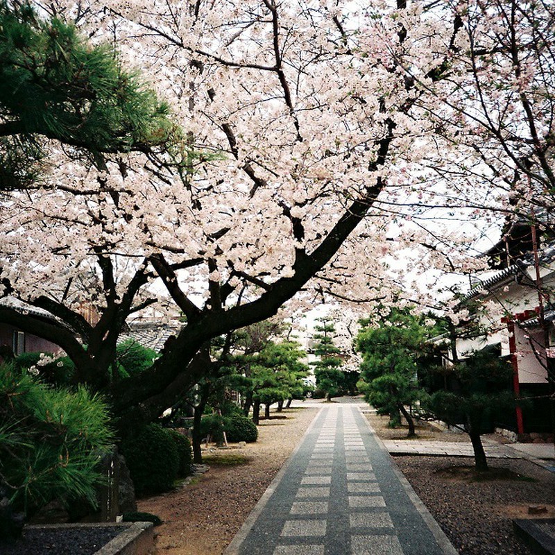 寺で桜を楽しむ