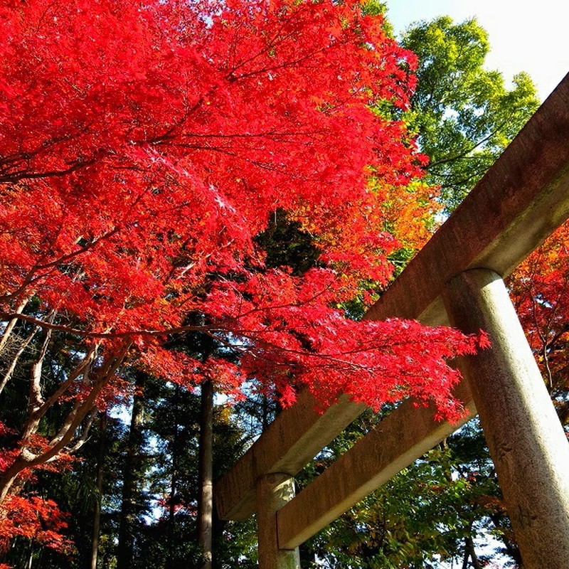 秋の椿神社