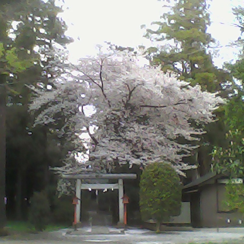 2014/04/05_神社の桜