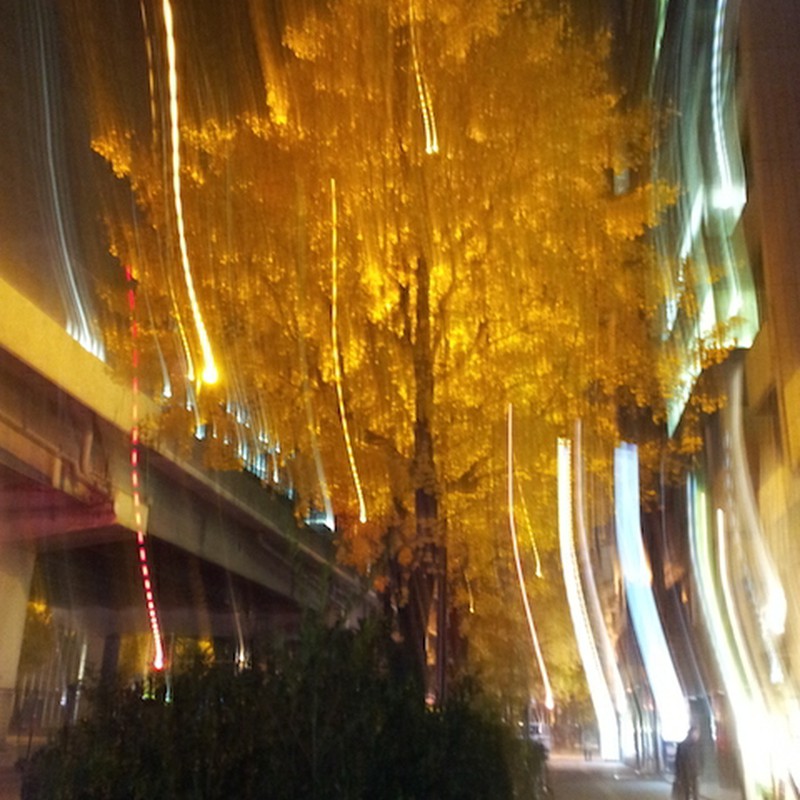 2014/12/08_夜の街路樹
