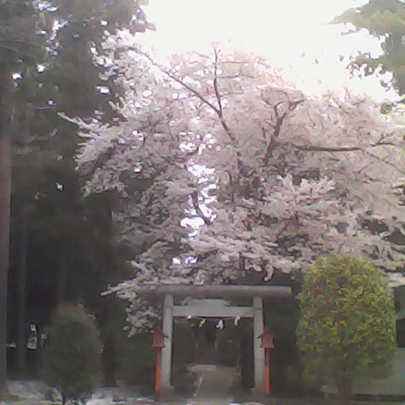 2015/04/04_伊奈崇霊社の桜