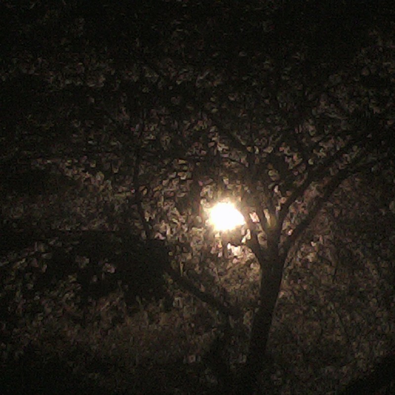 2015/04/05_夜桜
