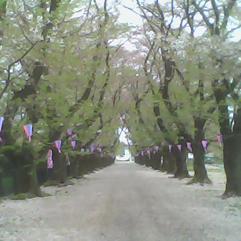 2015/04/12_無線山の葉桜