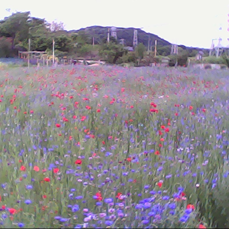 2015/05/04_お花畑
