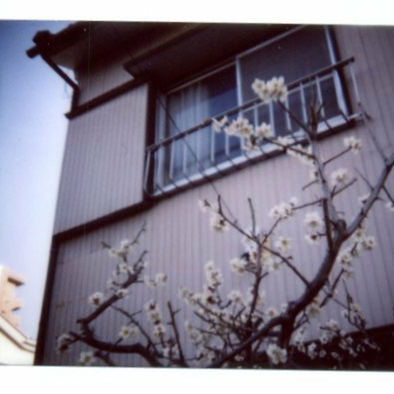 過ぎてしまった桜の季節