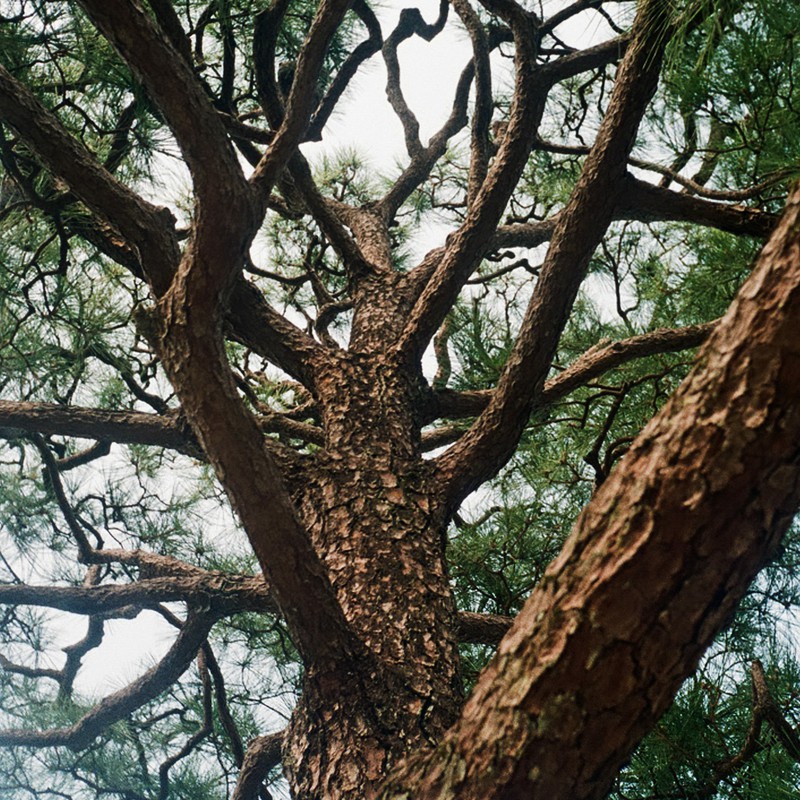 松の樹