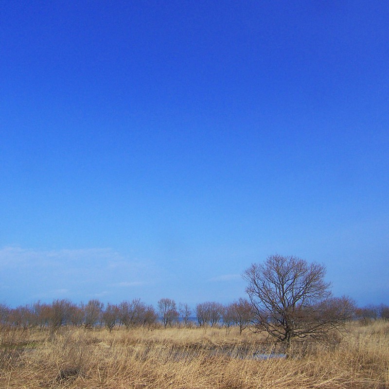 葦原の青空