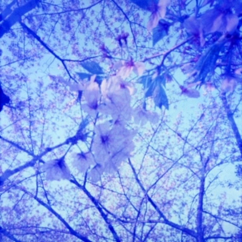 Blue Cherry Blossoms