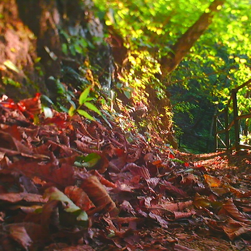 紅葉までのカウントダウン