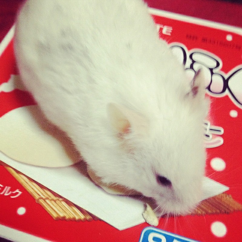 雪見だいふくじゃないよ