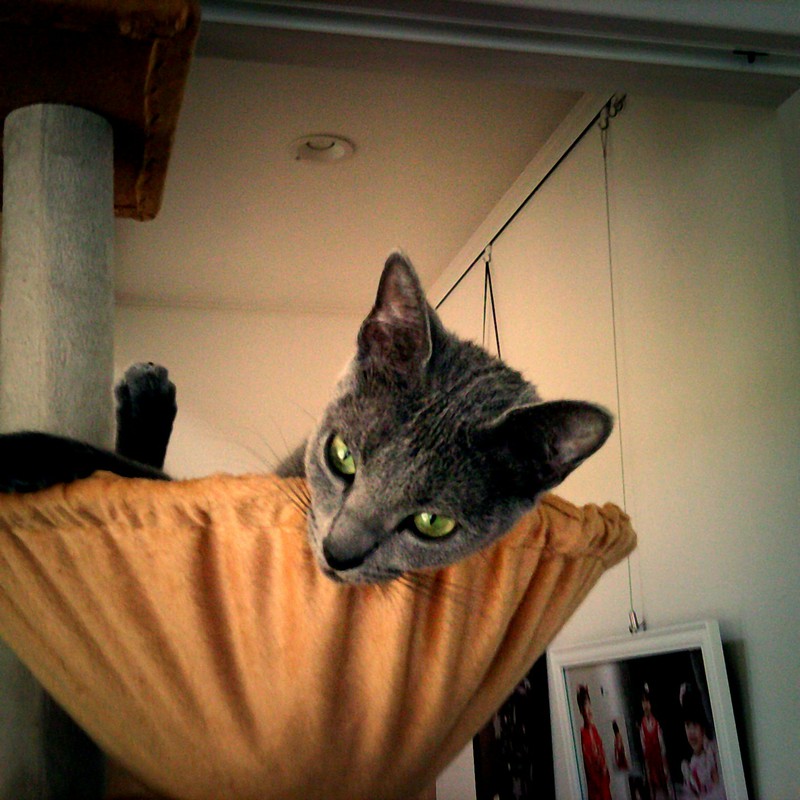 ロシアンブルー