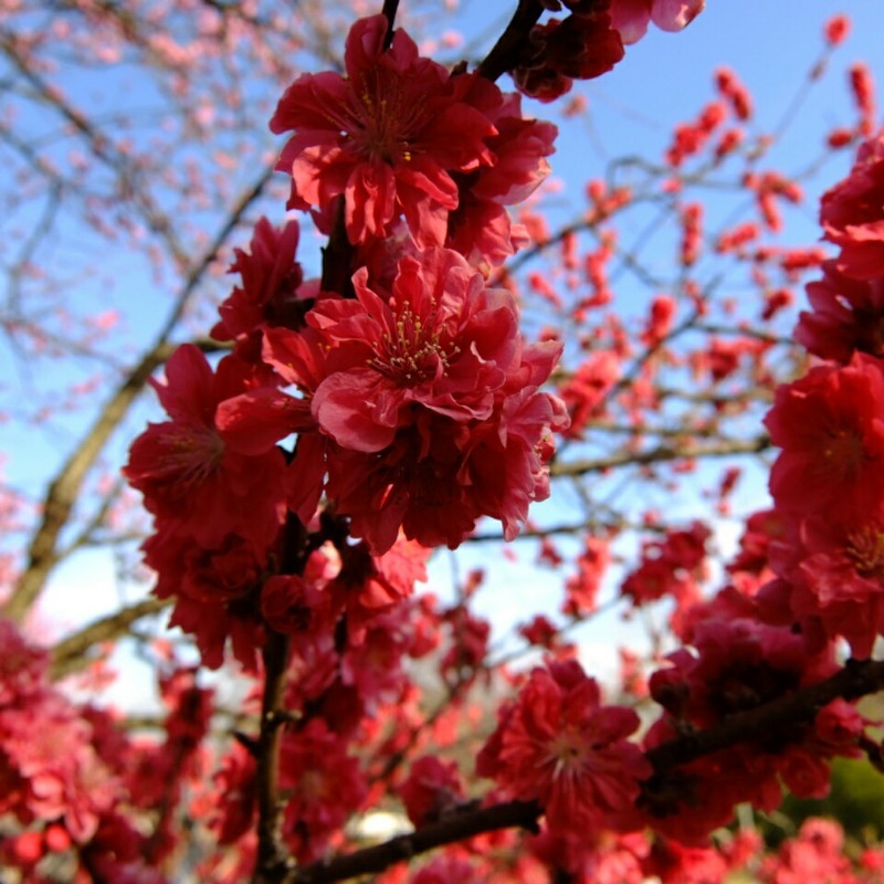 古河 桃まつり2