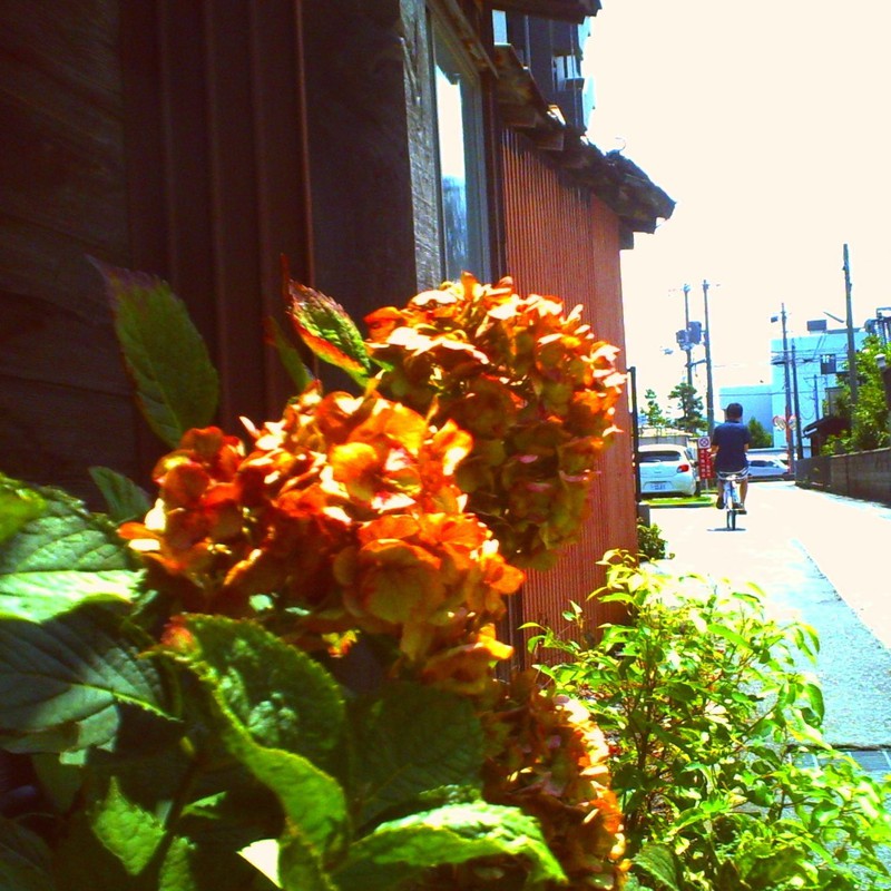 プリザーブドアジサイ