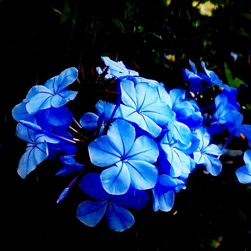 blue　flower