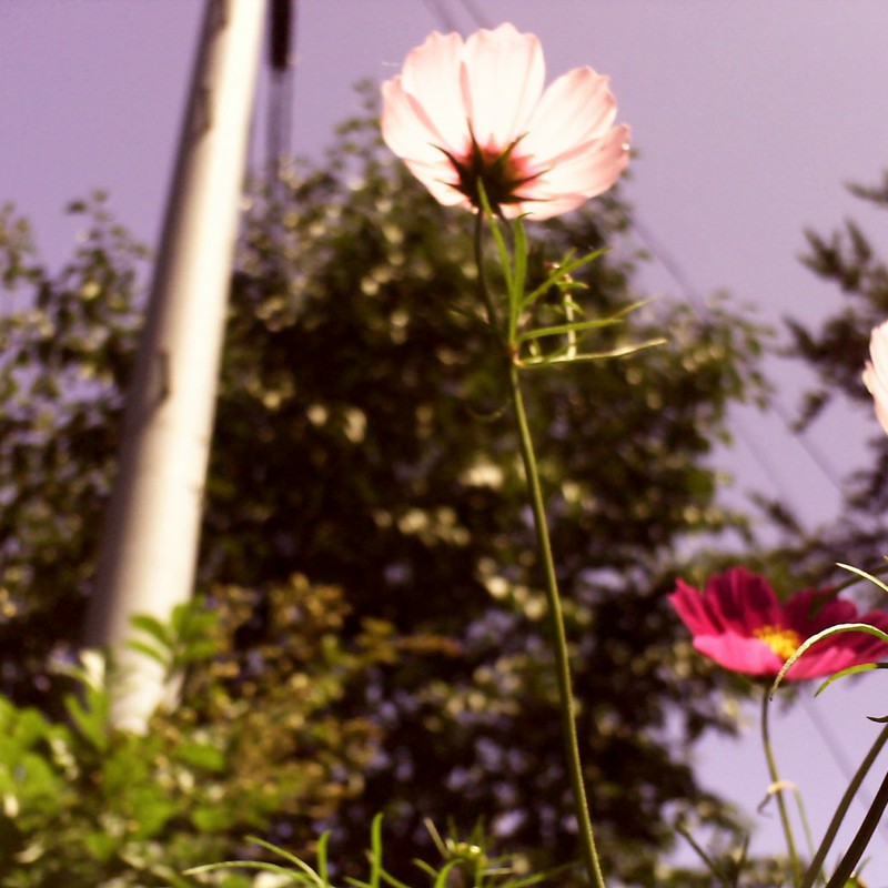 電柱とコスモス