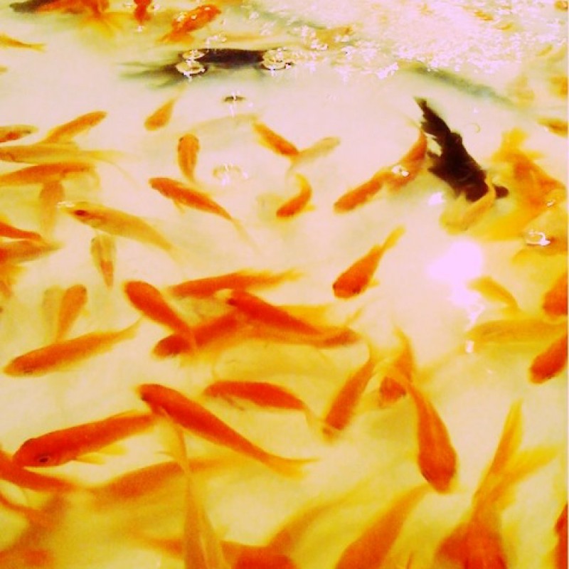 きんぎょすくい