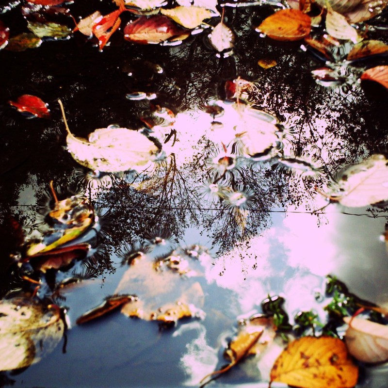 水たまりに秋