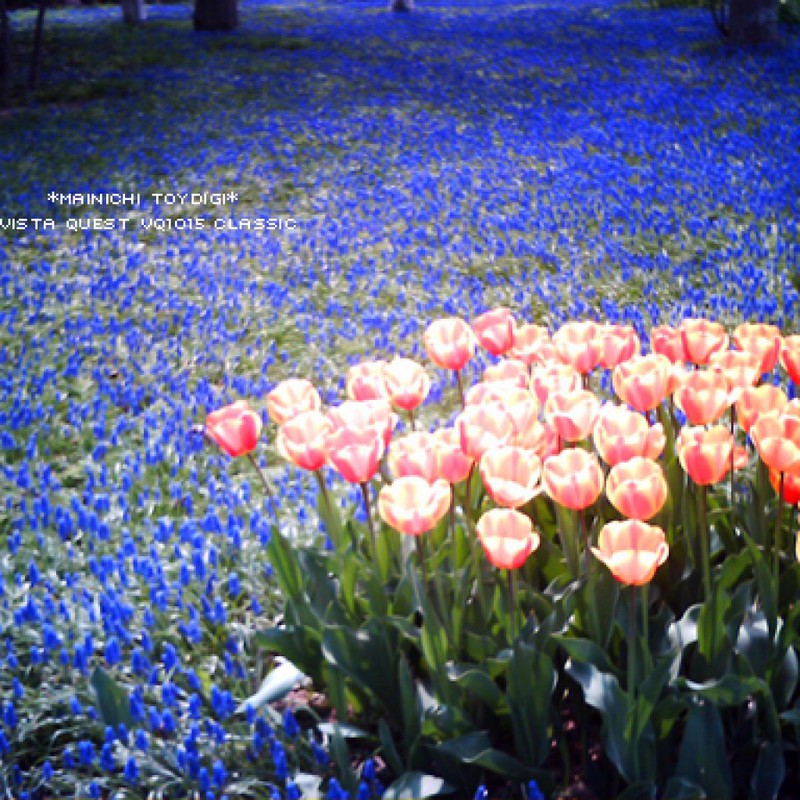 ムスカリとチューリップ