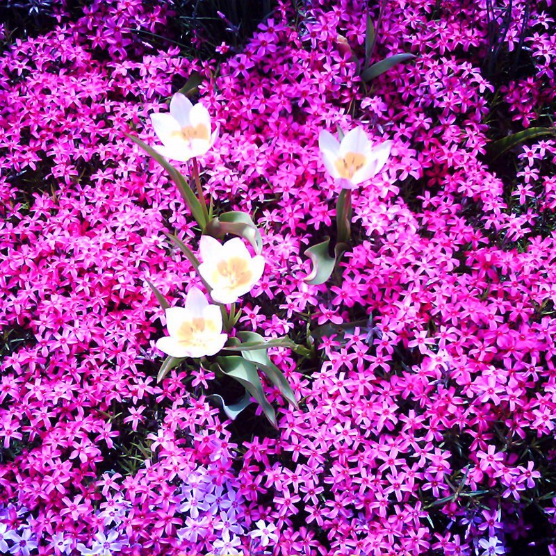 芝桜とチューリップ