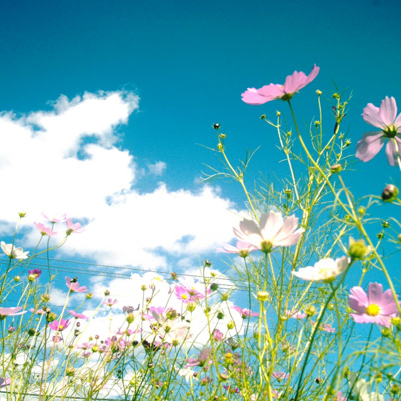 アオゾラ×コスモス❤その2