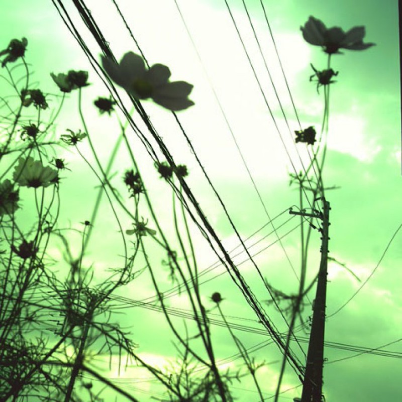 電線とコスモス