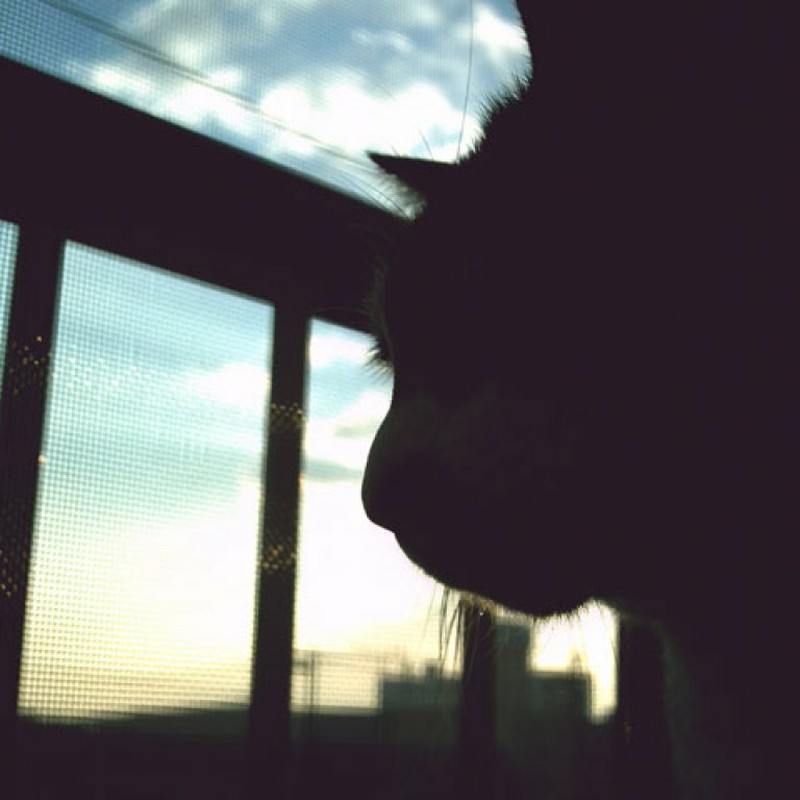 朝焼けにゃんこ