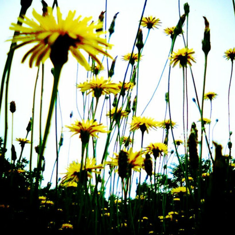 ぐんぐんたんぽぽ