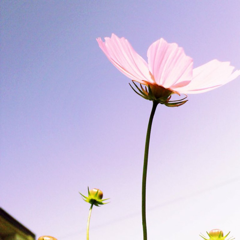 コスモスの季節