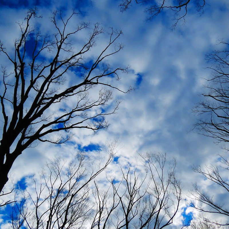 冬の枝と空
