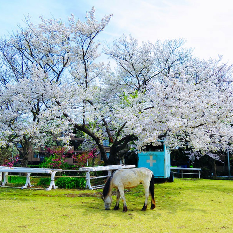 馬と桜のコラボ