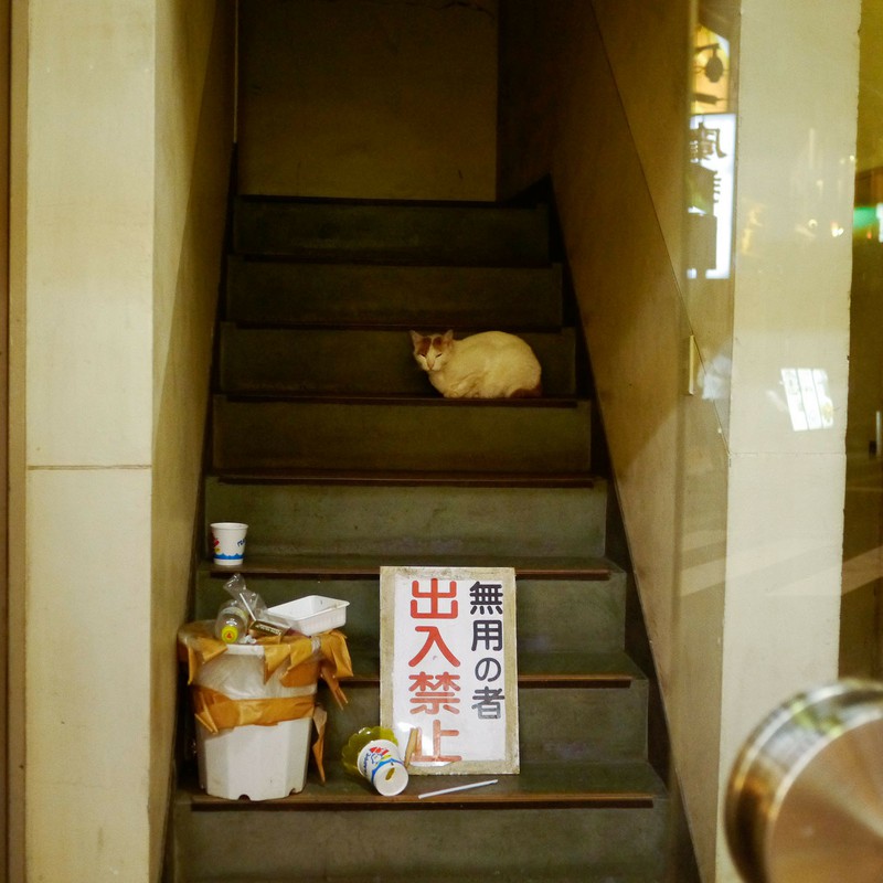 中華街の猫