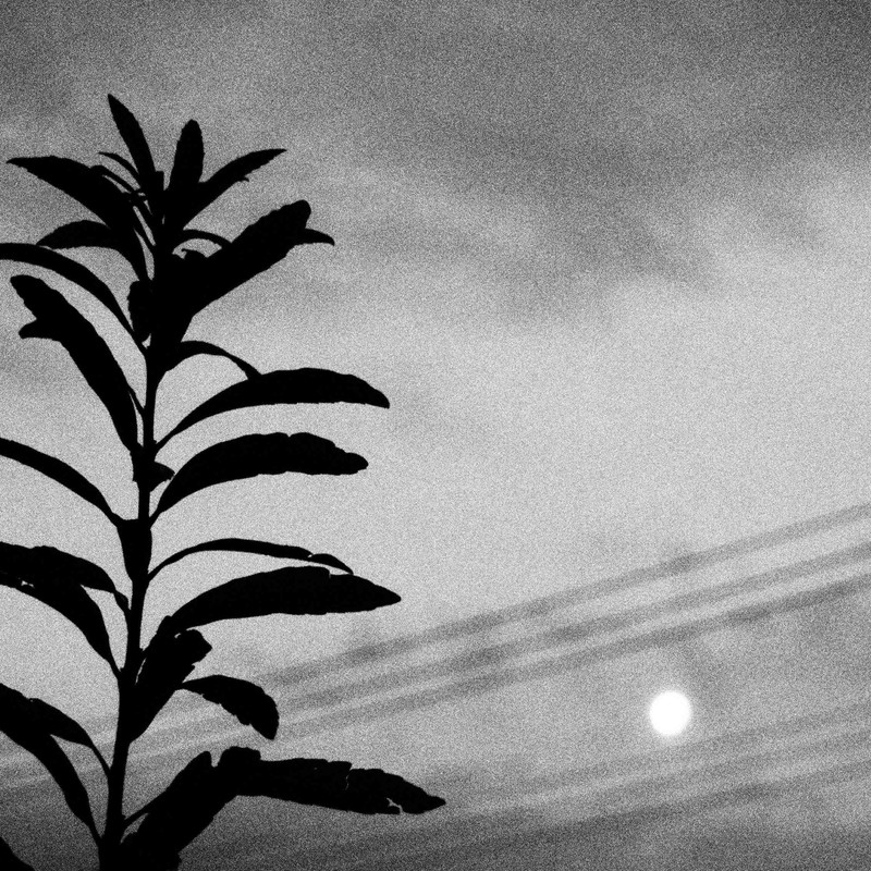 植物と月とそれから白黒