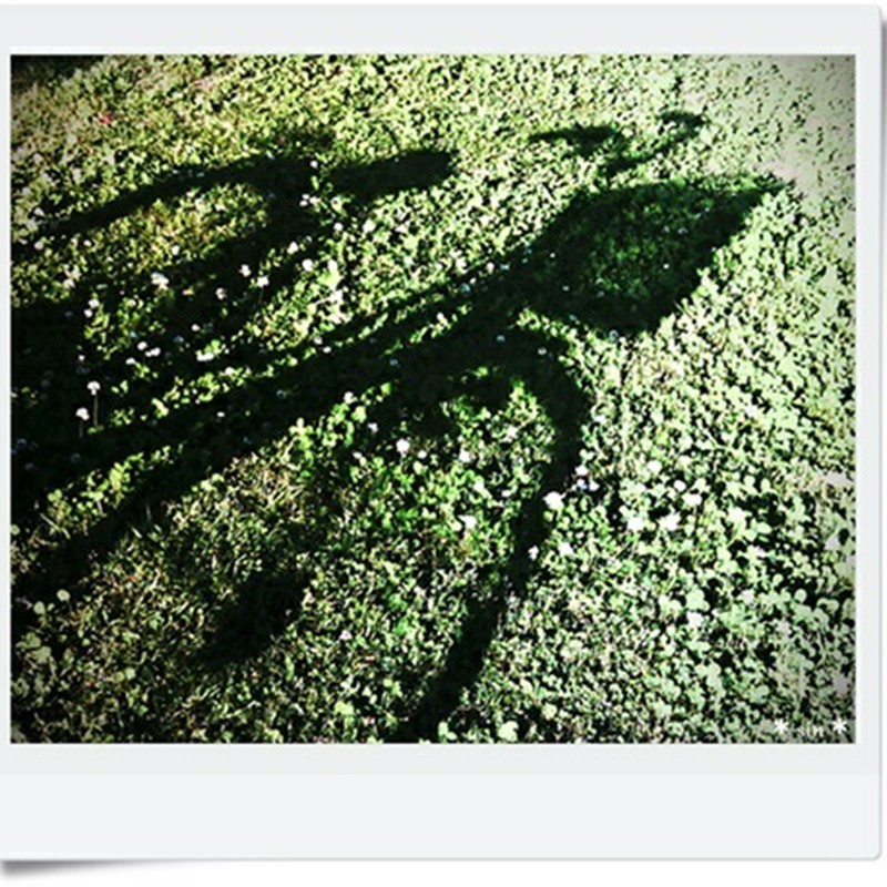 自転車の影。