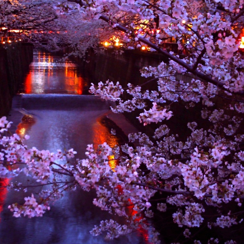 夜桜の 艶やかなりし 目黒川