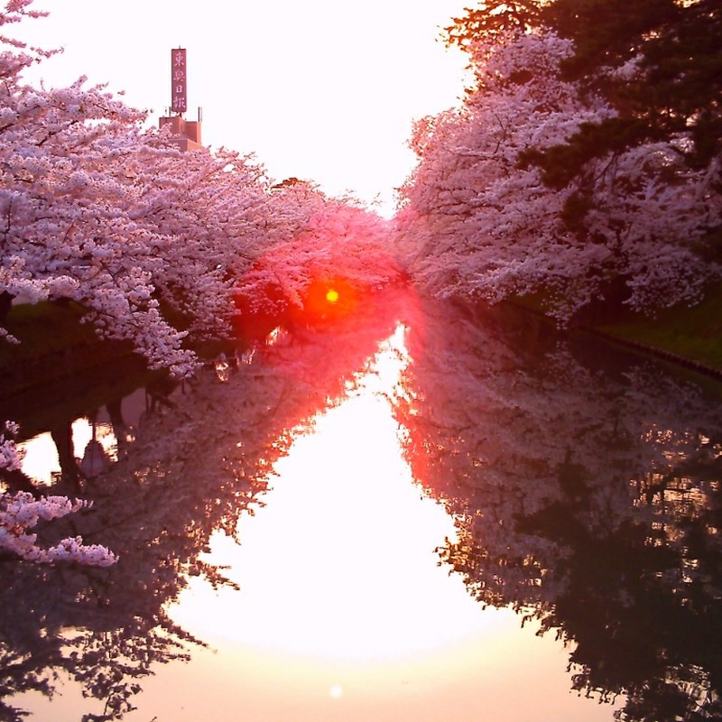 夕桜水鏡
