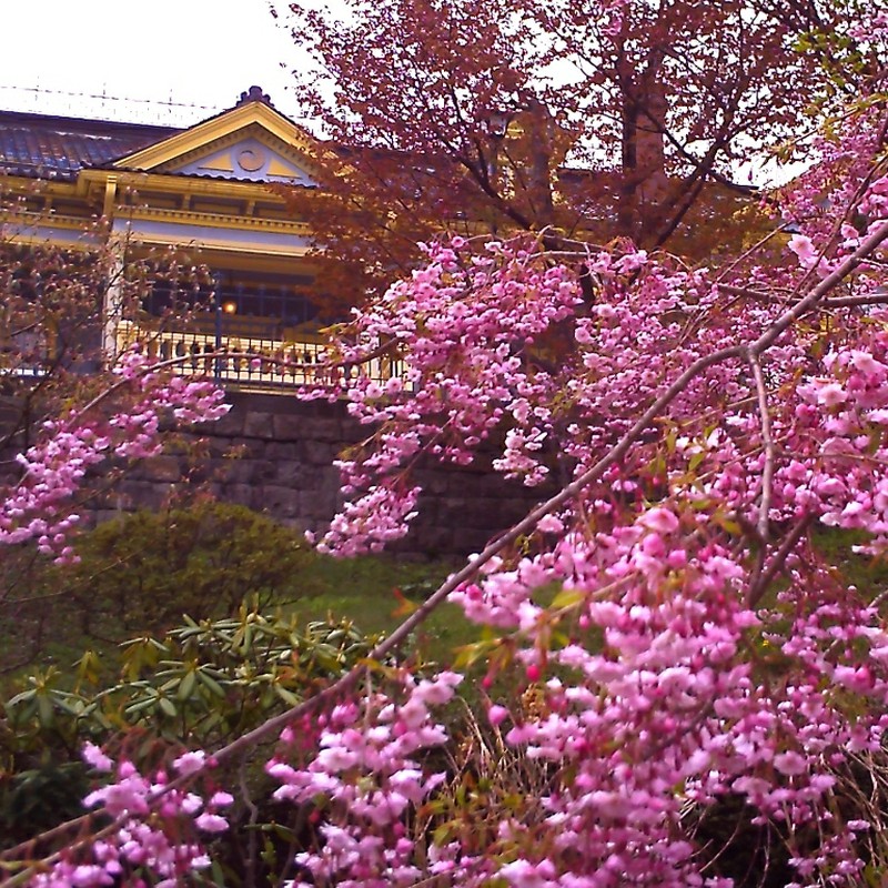 函館公会堂と紅枝下桜