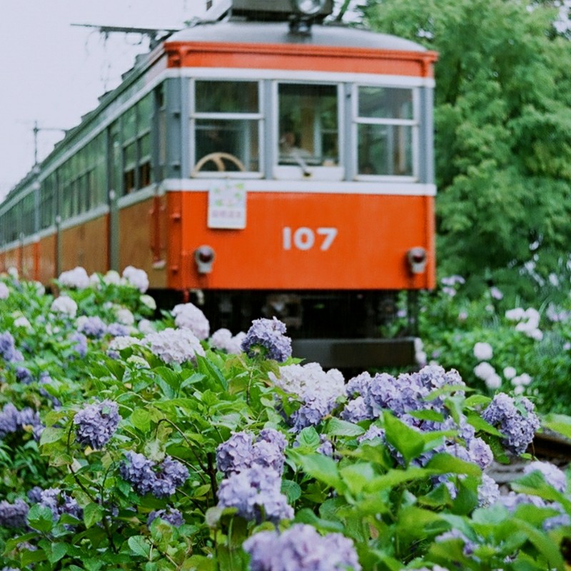赤い電車と青い紫陽花