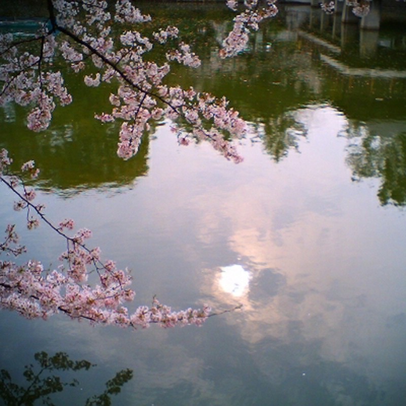 桜と共演