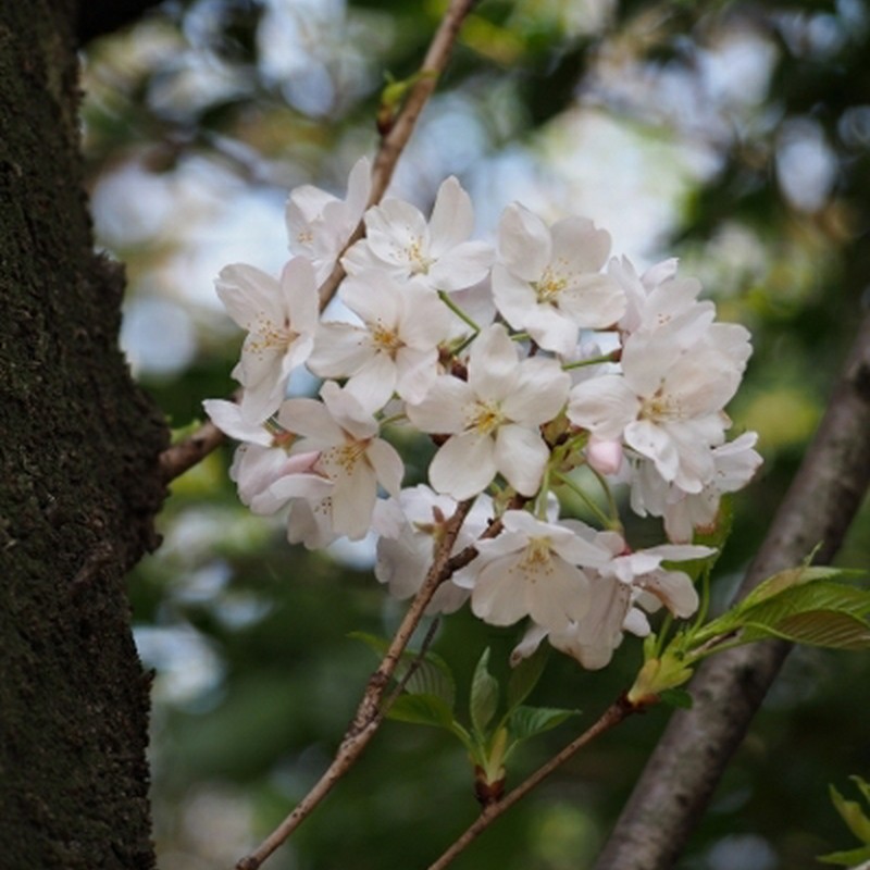 桜珠。