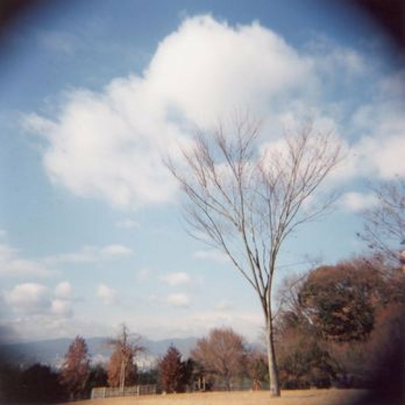 雲の木