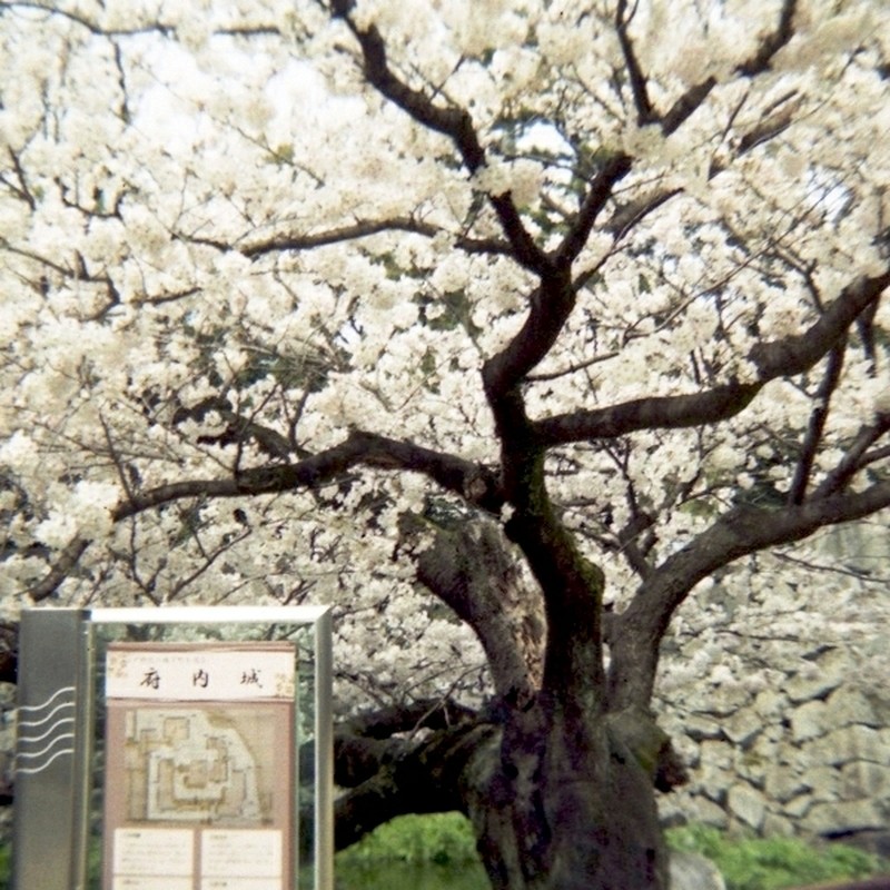 府内城址公園の桜