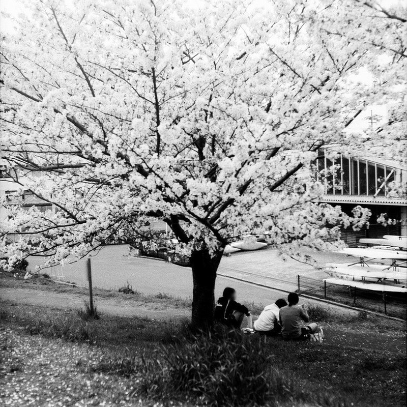 桜の下にて